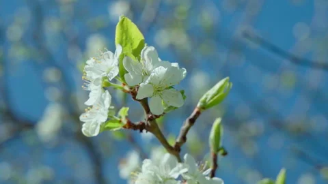 Close-up of a blooming plum branch against a blue sky background. Stock Footage 313793719