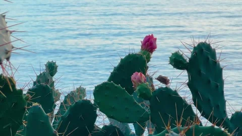 Close up of blooming prickly pear cactus against Adriatic Sea Stock Footage 346540304