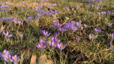 Close up blooming purple crocus flowers in spring meadow creating Stock Footage 337948507