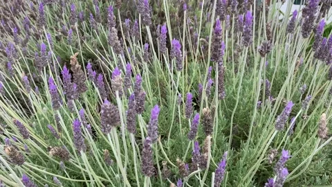 Close up of blooming purple lavender Stock Footage 107741337
