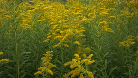 Close-up of blooming ragweed in the wind in the fall. 스톡 동영상 114733846