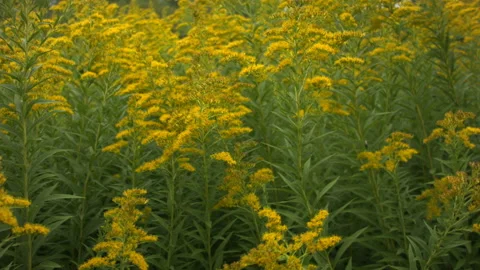 Close-up of blooming ragweed in the wind in the fall. Vídeo Stock 114734004