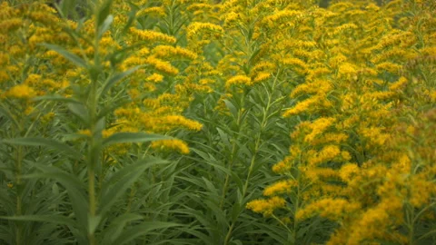 Close-up of blooming ragweed in the wind in the fall. 스톡 동영상 114734244