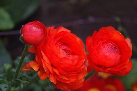 A close-up of a blooming Ranunculus red Stock Photos