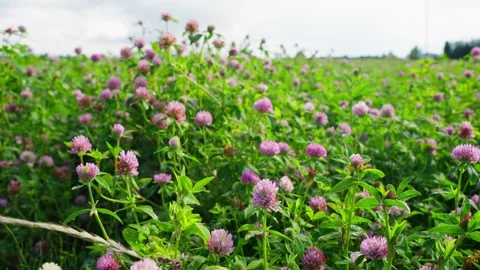 Close-up of blooming red clover flowers in a green summer meadow, with pink 動画素材 343004203