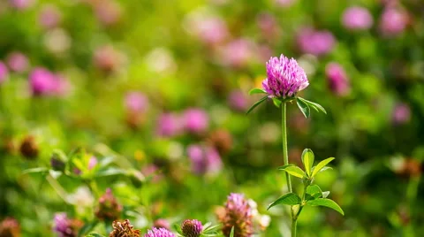 Close-up of blooming red clover. Stock Footage 58696500