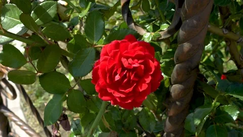 Close-up of a blooming red decorative rose on a green Bush that swings 스톡 동영상 103799591