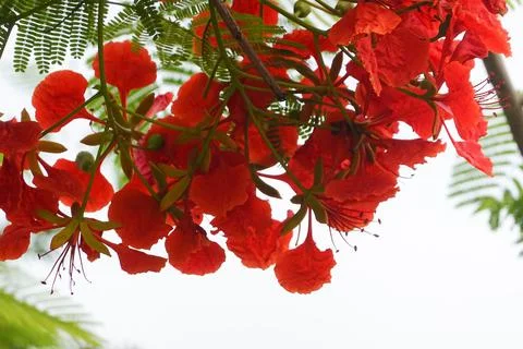 Close up Blooming Red Flower, Flame Tree Delonix Regia Plant or Flamboyant Tr Stock Photos