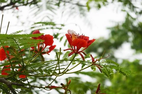 Close up Blooming Red Flower, Flame Tree Delonix Regia Plant or Flamboyant Tr Stock Photos