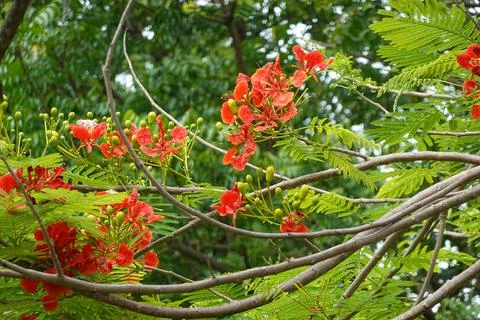Close up Blooming Red Flower, Flame Tree Delonix Regia Plant or Flamboyant Tr Stock Photos