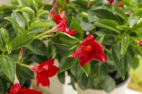 Close up of blooming red Mandevilla flowers in pot with bright green leaves in Stock Photos
