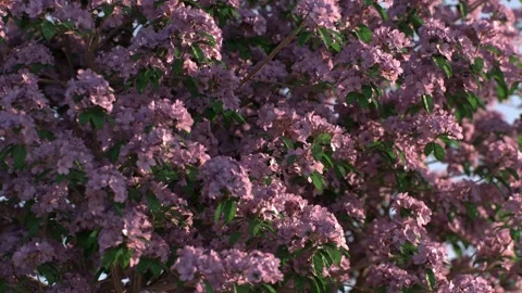 Close-up of a blooming rose tree with vibrant flowers against green leaves .. Stock Footage 302797660