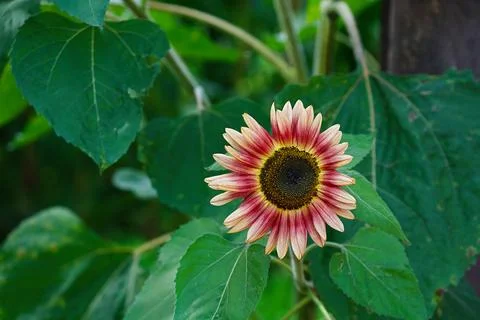 A close-up of a blooming Ruby Eclipse sunflower against a green background 스톡 사진