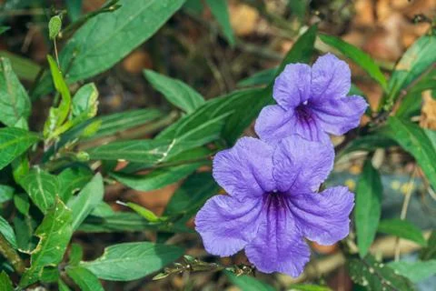 Close up of a blooming Ruellia Simplex Or Mexican Petunia flowers Stock Photos