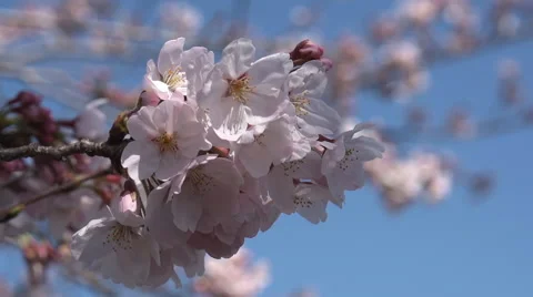Close up of blooming Sakura cherry blossom, Japan Stock Footage 53204966
