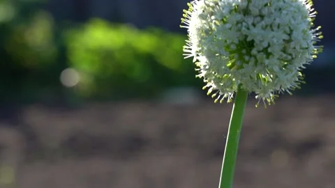 Close up of blooming scallion flower Video stock 207488501