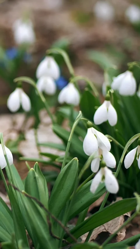 Close-up. Blooming snowdrops in the forest. Snowdrops are rare flowers recorded Video stock 316260393