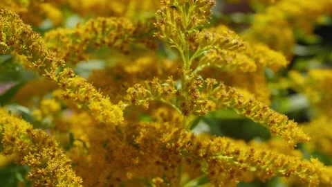 Close up of blooming solidago canadensis, canada goldenrod flowers Stock Footage 94666385
