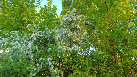 Close up of a blooming spirea bush with dense white flowers and green leaves Stock Footage 334865776