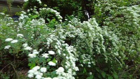 Close up of blooming spirea bush with white flowers in Zurich Stock Footage 334632171