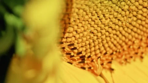 Close-up of a Blooming Sunflower with a Bee Against the Sky 1 Vidéo 339300855