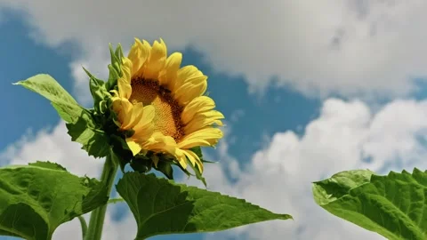 Close-up of a Blooming Sunflower with a Bee Against the Sky 2 Stock Footage 339300893