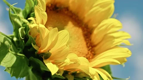 Close-up of a Blooming Sunflower with a Bee Against the Sky 3 Stockbeeldmateriaal 339300914