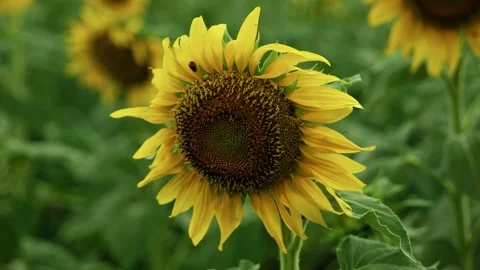 Close up of blooming sunflower in field 2 Stock Footage 339779500