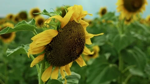 Close up of blooming sunflower in field 3 Stock Footage 339779526