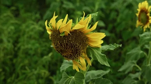Close up of blooming sunflower in field 4 Stock Footage 339779624