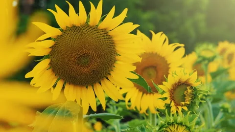 Close-up blooming sunflowers in wind blowing with Flying bee in day Stock Footage 166129347