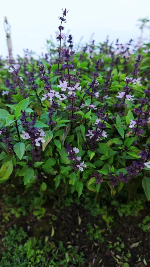 Close-up of blooming Thai basil plant in herb garden, vertical 4K footage Video stock 307659498