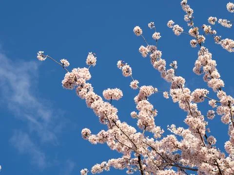 Close up of blooming tree background and wallpaper,springtime Stock Photos