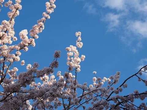 Close up of blooming tree background and wallpaper,springtime Stock Photos