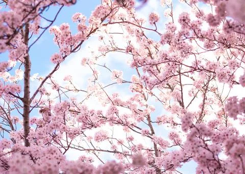 Close up of blooming tree background and wallpaper,springtime Stock Photos