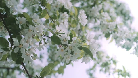 Close up of blooming tree branch Stock Footage 203585308