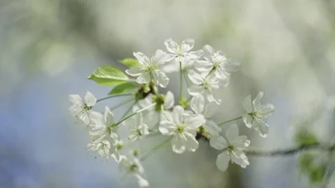 Close-up of a blooming tree branch. Spring is full of colors and aromas. Stock Footage 240301991