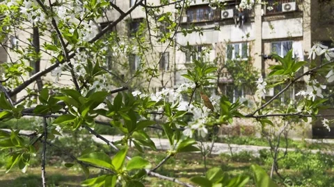 Close-up of blooming tree branch in spring Stock Footage 330104912