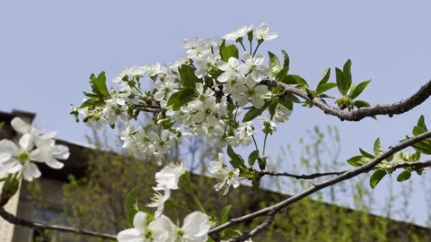 Close-up of blooming tree branch in spring Stock Footage 336544399