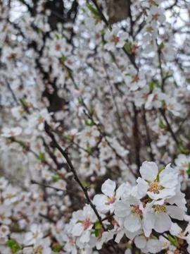 Close-up of blooming tree branches. Background with space for text Stock Photos
