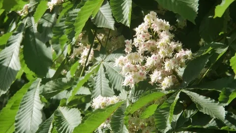Close-Up of a Blooming Tree of Chestnut. White Spring Flowers of Chestnut, Lit Stock Footage 76763311