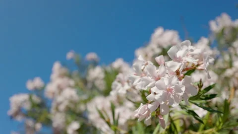 Close up of a blooming tree Stock Footage 219948531