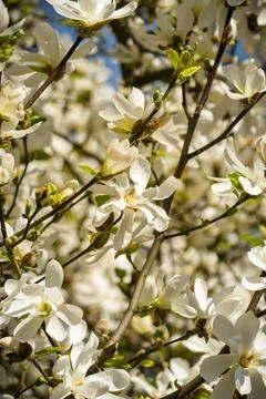 Close-up of a Blooming Tree Stock Photos