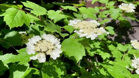 Close-up of blooming viburnum branch in the spring garden. Stock Footage 276709560