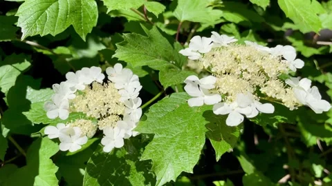 Close-up of blooming viburnum branch in spring garden. Stock Footage 277465935