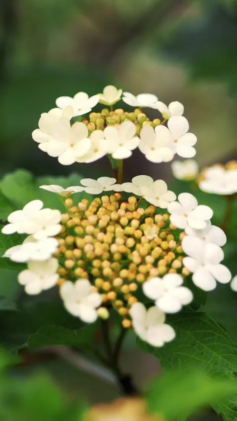 Close-up, blooming viburnum in Spring. eco green tourism Stock Footage 319655103