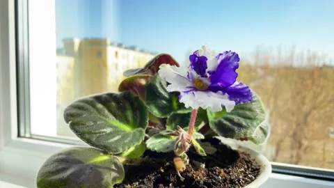 Close up of blooming violets flowers on window sill. Stock Footage 194019576