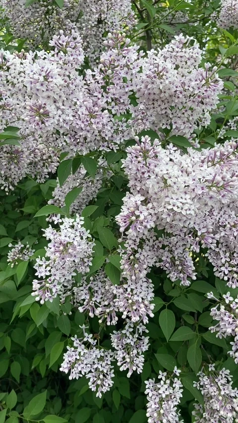 Close-up of Blooming White and Lavender Lilac Flowers Stock Footage 336343864