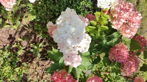 Close-up of blooming white and pink hydrangea flowers in sunny garden Stock Footage 293676130
