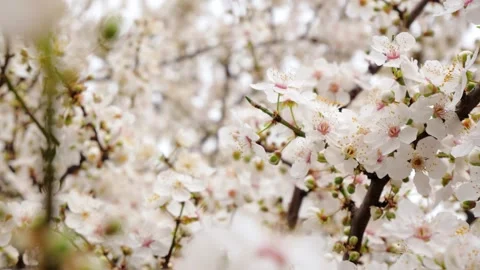 Close-up of blooming white cherry plum trees under morning sunlight Stock Footage 314942195
